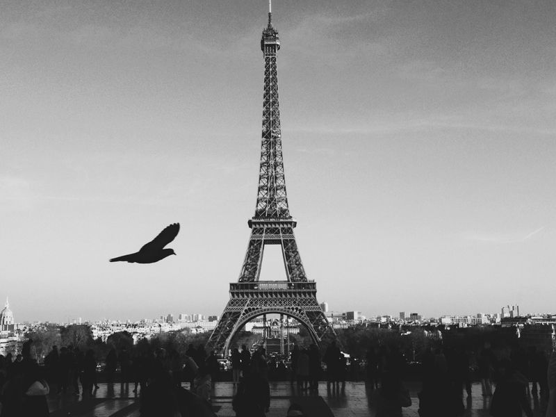 Eiffel Tower Paris with bird silhouette